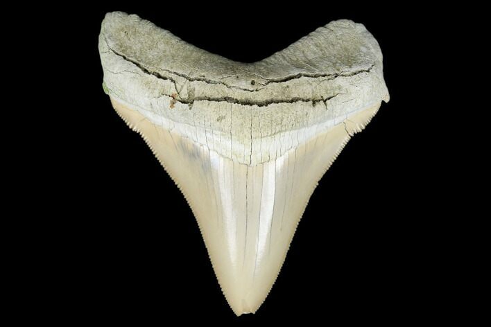 Serrated, Fossil Megalodon Tooth - Aurora, North Carolina #176581